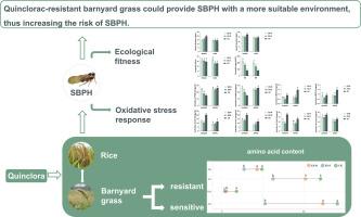 Quinclorac-resistant Echinochloa spp. promoted growth and reproduction of Laodelphax striatellus (Hemiptera: Delphacidae) probably by providing more nutrients and stable environment