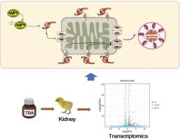 Transcriptomics reveals the mechanism of terbuthylazine-induced nephrotoxicity in chickens: Insights from AMPK/p53-mediated apoptosis perspective