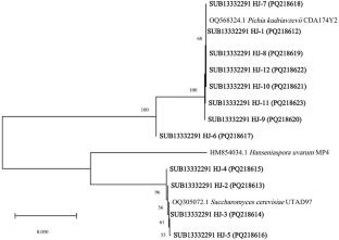 Isolation, identification, and technological characteristics analysis of yeast strains from Pyracantha fortuneana fruits fermentation liquid