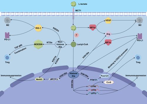 A rising star involved in tumour immunity: Lactylation