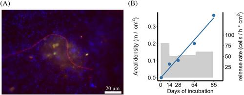 Cable bacteria colonise new sediment environments through water column dispersal