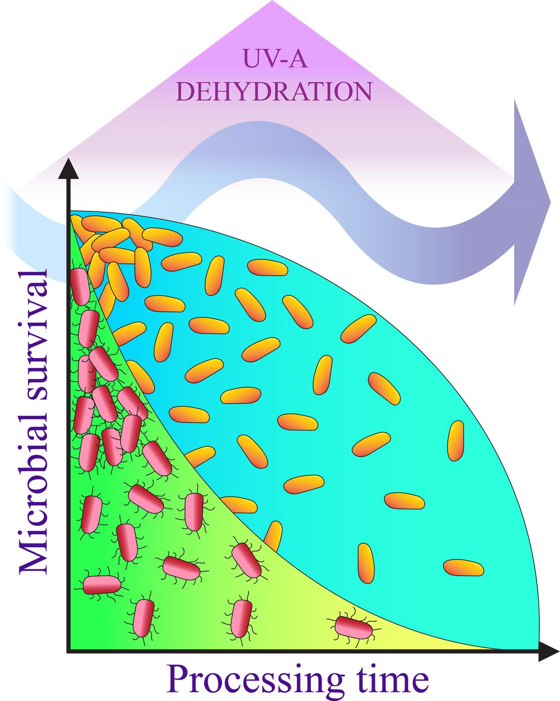 UV-A Light Dehydration: Kinetics of Microbial Inactivation Against Gram-Positive and Gram-Negative Bacteria