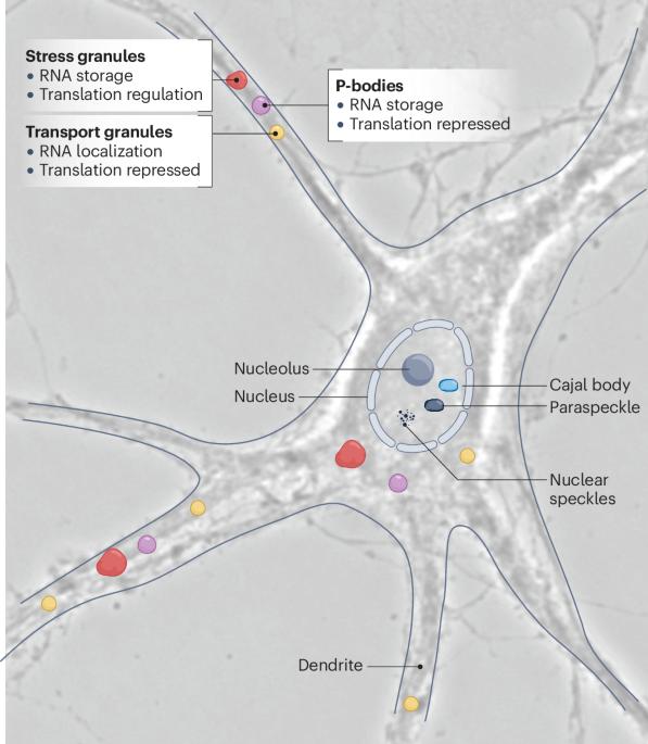 RNA granules in flux: dynamics to balance physiology and pathology