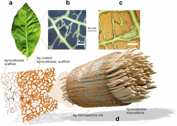 Metallization of leaf-derived lignocellulose scaffolds for high-performance flexible electronics and oligodynamic disinfection