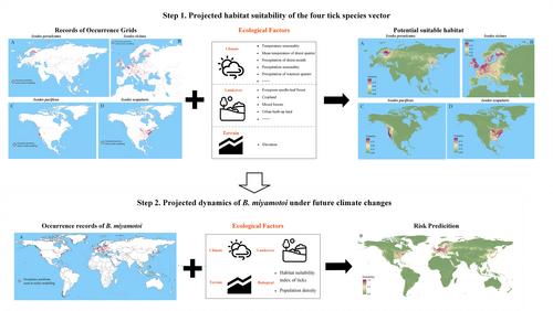 Global risk dynamics of Borrelia miyamotoi in the context of climate change