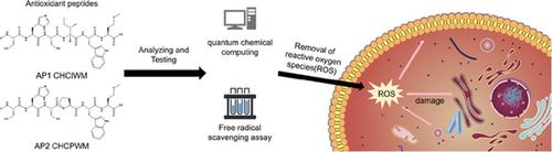 Performance Study and Application of Antioxidant Peptides CHCIWM and CHCPWM