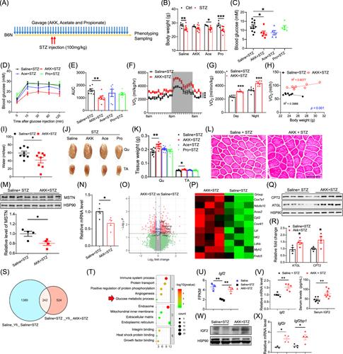 Akkermansia muciniphila administration ameliorates streptozotocin-induced hyperglycemia and muscle atrophy by promoting IGF2 secretion from mouse intestine