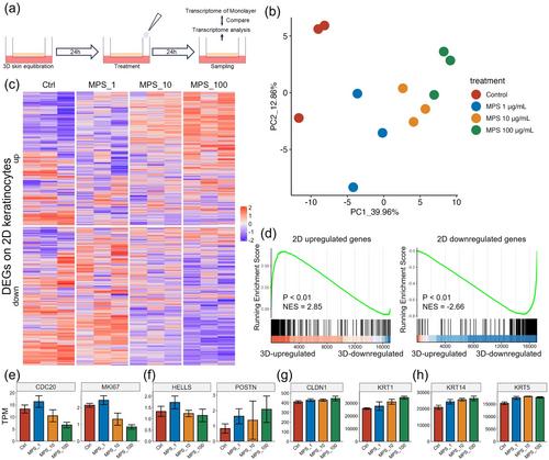 Pharmacological Impacts of Mucopolysacccharide Polyphosphates in the Epidermis Involves Inhibition of Amphiregulin-Mediated Signals in Keratinocytes