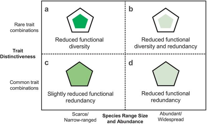 Global Avian Functional Diversity Depends on the World's Most Widespread and Distinct Birds