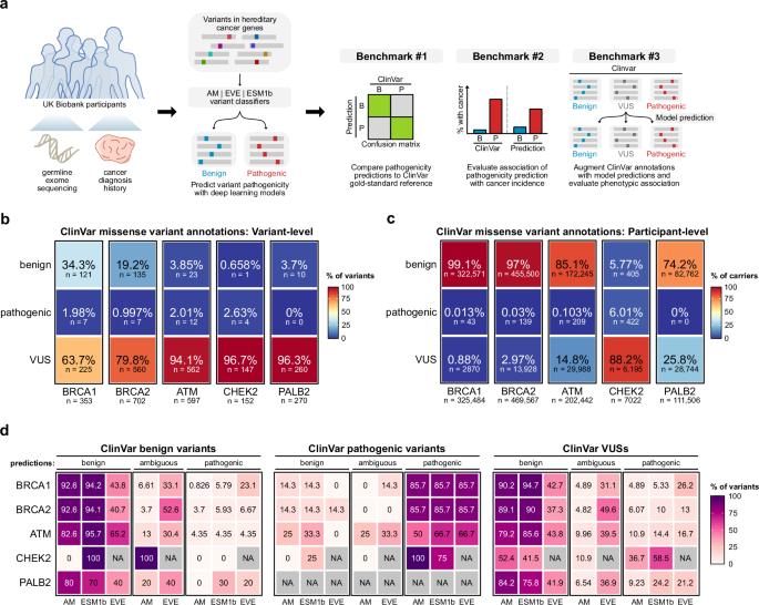 Phenotypic evaluation of deep learning models for classifying germline variant pathogenicity