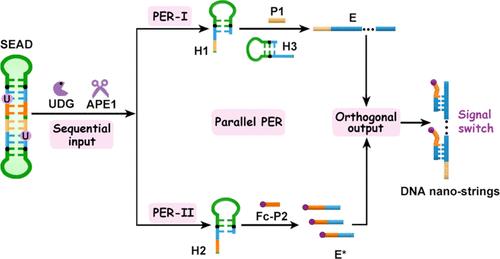Sequentially Activated-Dumbbell DNA Nanodevices for Accurate Detection of Uracil-DNA Glycosylase via PER-Based Orthogonal Signal Outputs