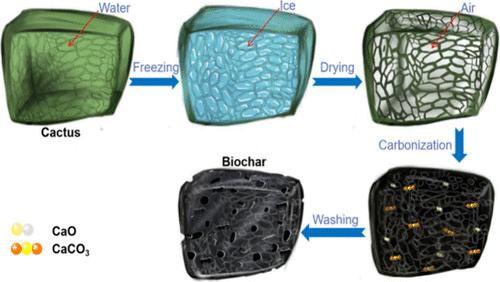 Nitrogen Self-Doped Biochar Sustainably Self-Activated from Cactus Solidified with Freeze-Drying Strategy for Lightweight Supercapacitor