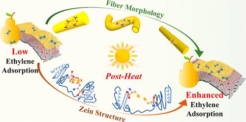 Self-Modification of Dynamic Network Valence Bonds in ZeinNFs via Post-Heat Treatment: Preparation of an Efficient and Environmentally Friendly Ethylene Adsorbent