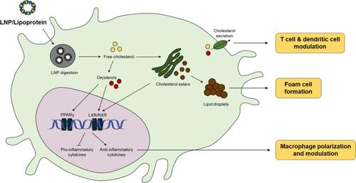 Immune Implications of Cholesterol-Containing Lipid Nanoparticles
