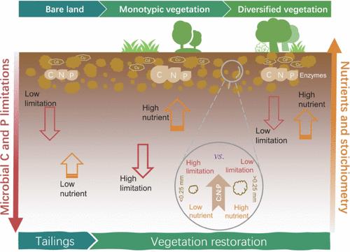Diversified Vegetation Cover Alleviates Microbial Resource Limitations within Soil Aggregates in Tailings