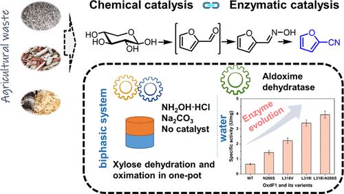 Semi-Rational Engineering of Aldoxime Dehydratase for Conducting a Chemoenzymatic Sequence to Prepare 2-Furonitrile from Xylose