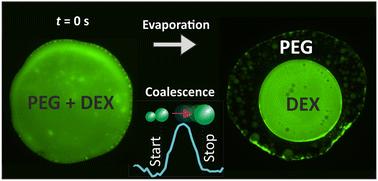 Dynamics of phase-separated microdroplets near the contact line of evaporating all-aqueous drops†