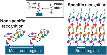 Chain stretching in brushes favors sequence recognition for nucleobase-functionalized flexible precise oligomers†