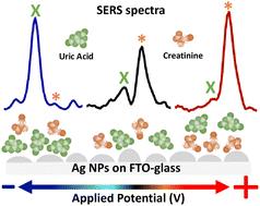 Quantitative multiplexing of uric acid and creatinine using polydisperse plasmonic nanoparticles enabled by electrochemical-SERS and machine learning†