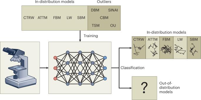 Effectively detecting anomalous diffusion via deep learning