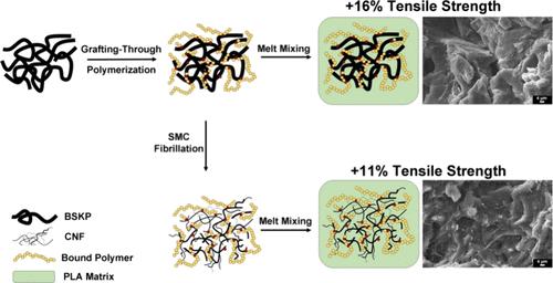 Enhancing Poly(lactic acid) Composites with Polymer-Modified Bleached Softwood Kraft Pulp Before and After Fibrillation