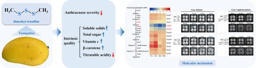 Dimethyl trisulfide reduces postharvest anthracnose and enhances mango quality, and a potential molecular mechanism against Colletotrichum gloeosporioides