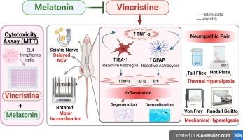 Melatonin mitigates vincristine-induced peripheral neuropathy by inhibiting TNF-α/astrocytes/microglial cells activation in the spinal cord of rats, while preserving vincristine's chemotherapeutic efficacy in lymphoma cells