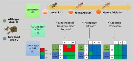 Graphene oxide in low concentrations can change mitochondrial potential, autophagy, and apoptosis paths in two strains of invertebrates with different life strategies