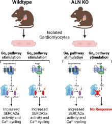 Another-regulin regulates cardiomyocyte calcium handling via integration of neuroendocrine signaling with SERCA2a activity