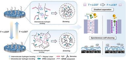 Impregnation, dehydration and crosslinking of responsive organoboron polymer to generate smart gating membrane for multimolecular gradient separation