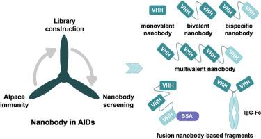 Nanobody-as versatile tool emerging in autoimmune diseases