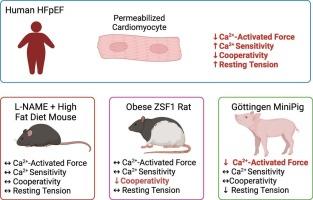 Cardiomyocyte myofilament function in common animal models of heart failure with preserved ejection fraction