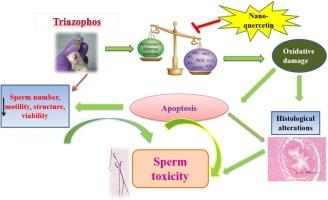 Triazophos-induced spermotoxicity in rats: Protective effects of nano-quercetin