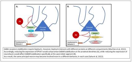 Intra-BLA alteration of interneurons’ modulation of activity in rats, reveals a dissociation between effects on anxiety symptoms and extinction learning