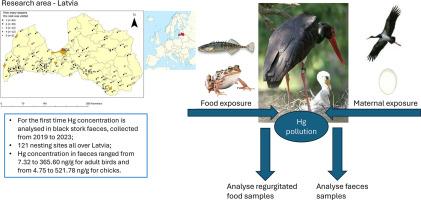 The characterisation of mercury pollution in the faeces of Baltic region breeding black storks