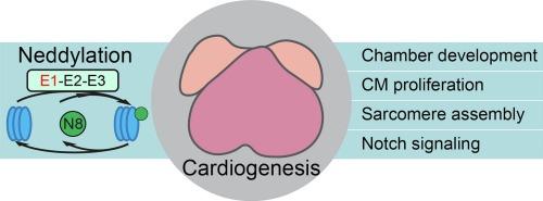 Inhibition of cardiomyocyte neddylation impairs embryonic cardiac morphogenesis