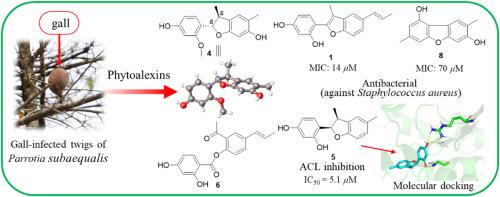 Benzofurans and dibenzofurans from galls on twigs of the endangered Chinese endemic tree Parrotia subaequalis and their inhibitory properties against Staphylococcus aureus and ATP-citrate lyase