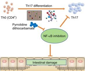 Drug screening identifies pyrrolidinedithiocarbamate ammonium ameliorating DSS-induced mouse ulcerative colitis via suppressing Th17 differentiation