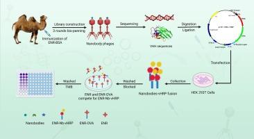 Development of a nanobody-horseradish peroxidase fusion-based competitive ELISA to rapidly and sensitively detect Enrofloxacin residues in animal-derived foods