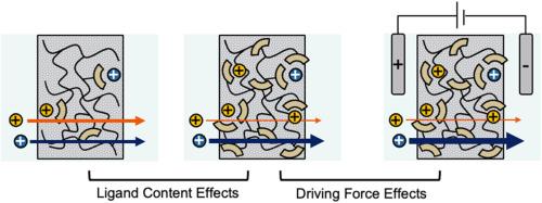 Ligand content and driving force effects on ion-ion permselectivity in ligand-functionalized membranes