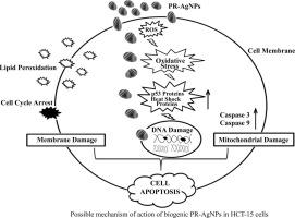 Biogenic silver nanoparticles synthesized using bracken fern inhibits cell proliferation in HCT-15 cells through induction of apoptosis pathway and overexpression of heat shock proteins