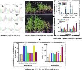 Unraveling the mechanisms of multiple resistance across glyphosate and glufosinate in Eleusine indica