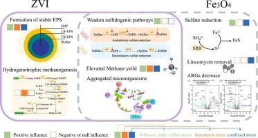 Effect of zero-valent iron and magnetite on mitigating sulfate and lincomycin stress in anaerobic digestion: microbial succession and antibiotic resistant genes removal