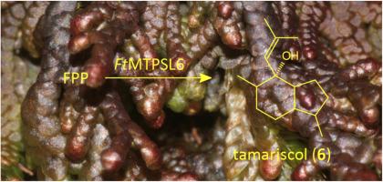 Tamariscol biosynthesis in Frullania tamarisci