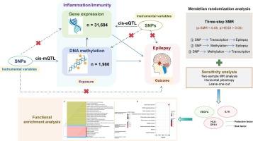 Relationship between inflammation/immunity and epilepsy: A multi-omics mendelian randomization study integrating GWAS, eQTL, and mQTL data