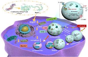 Downregulation of heat shock protein 47 caused lysosomal dysfunction leading to excessive chondrocyte apoptosis