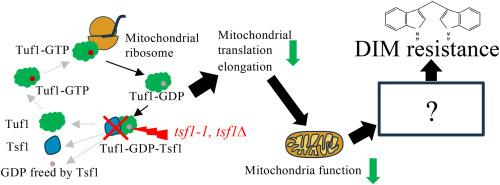 Decreased mitochondrial translation confers 3,3′-Diindolylmethane resistance to Schizosaccharomyces pombe