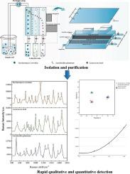 Isolation and purification of lactic acid bacteria and yeasts based on a multi-channel magnetic flow device and rapid qualitative and quantitative detection