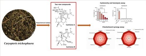 Two new abietane diterpenoids from Caryopteris trichosphaera