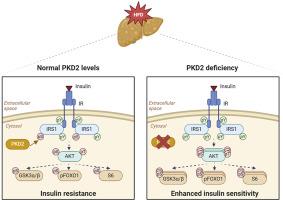 Protein kinase D2 modulates hepatic insulin sensitivity in male mice